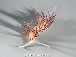 Nudibranch. by Francesco Pacienza 
